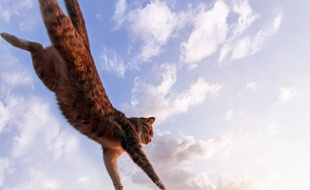 Pour gérer ses allergies au poils de chat, il y a des applications pour chat, ça!